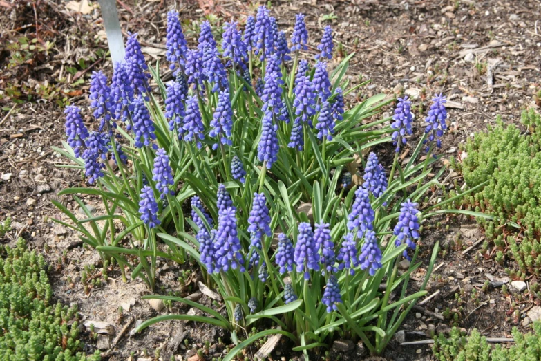 some blue flowers are growing in the dirt