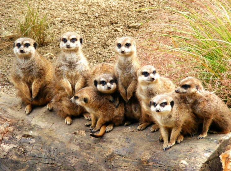 five meerkats are standing together on a log