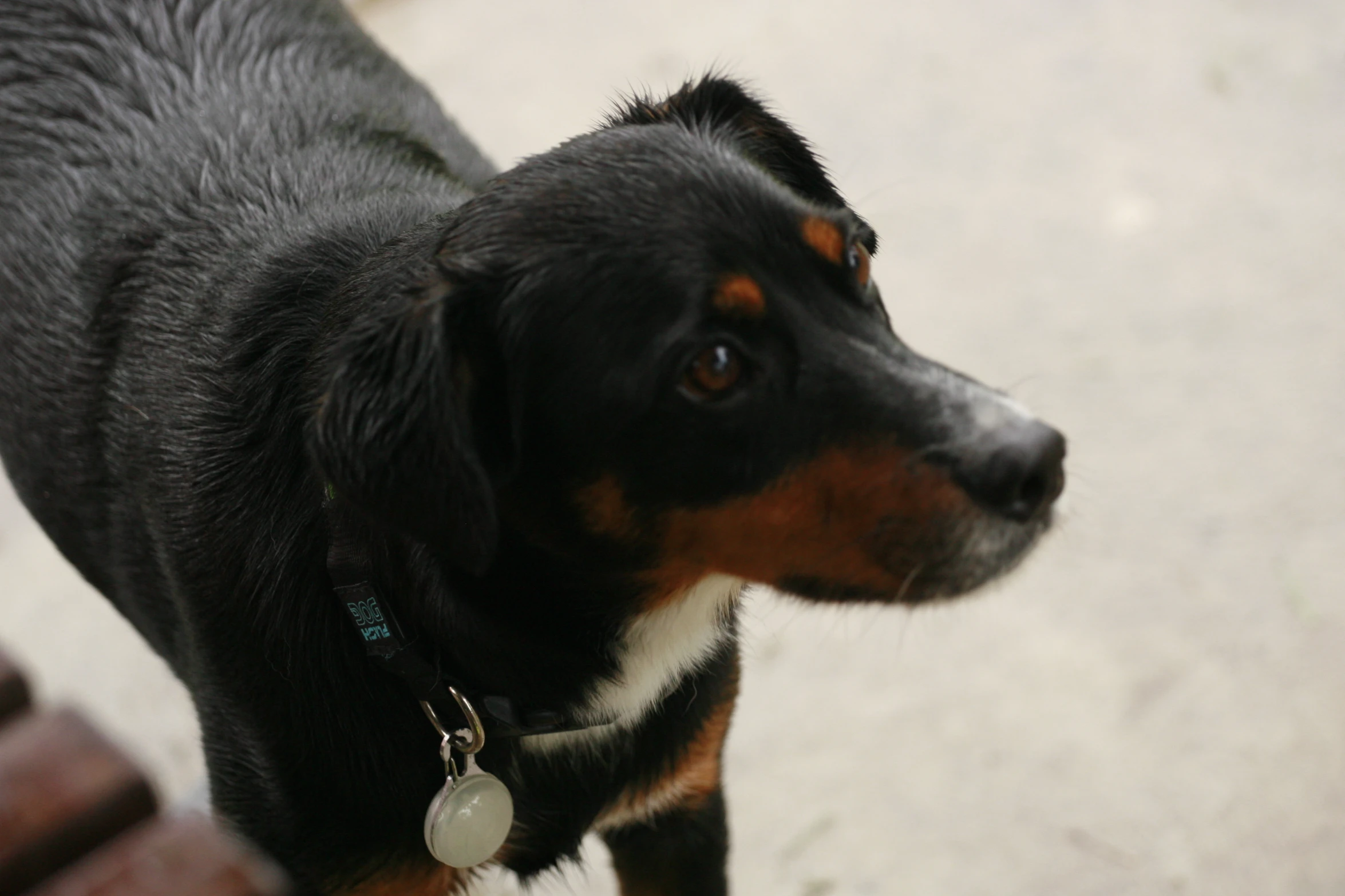 a dog looking at the camera while on a walk