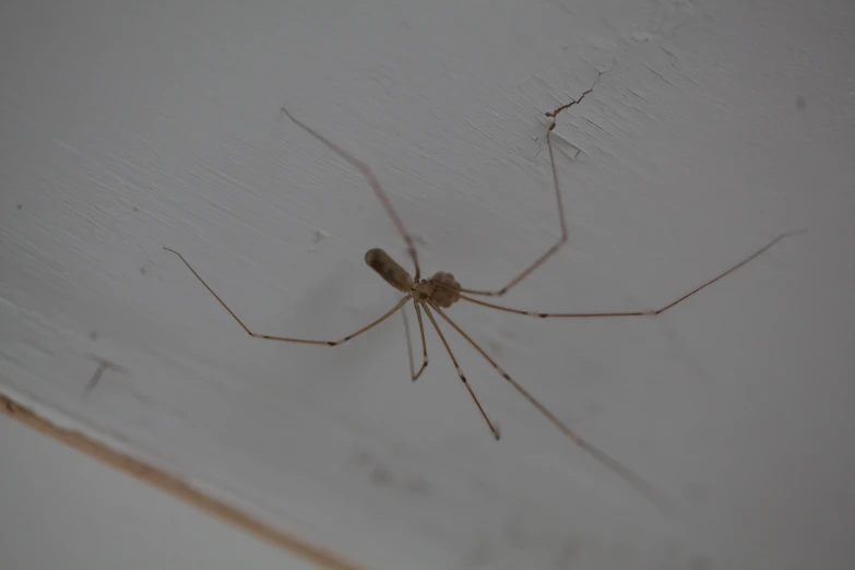 a spider sitting on a wall in a bathroom