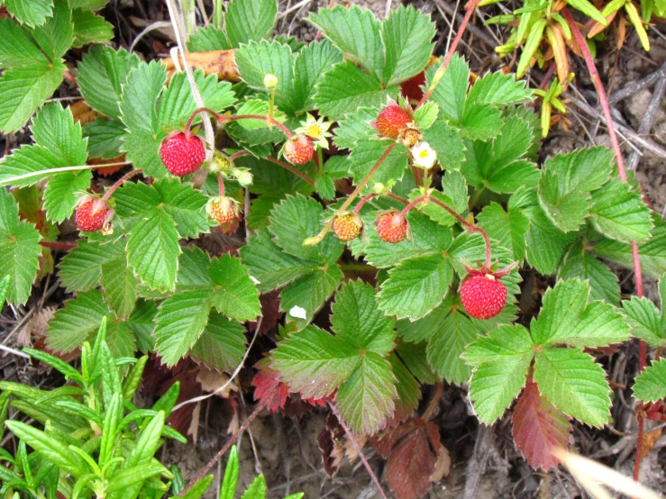 berries on a plant in a field surrounded by vegetation