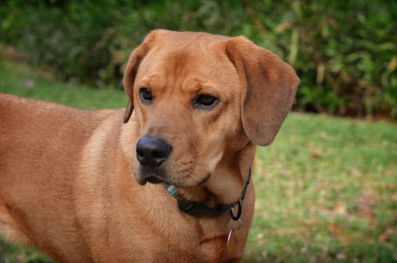 a dog stands on some grass and looks at the camera