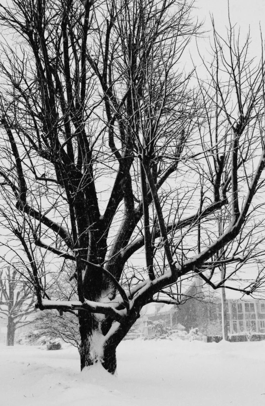 a large tree standing in the middle of a snow covered field