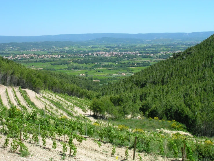 the area in the valley where trees are growing is seen