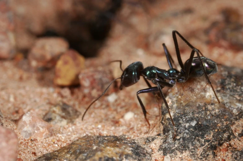 two ants in the sand with rocks in the background