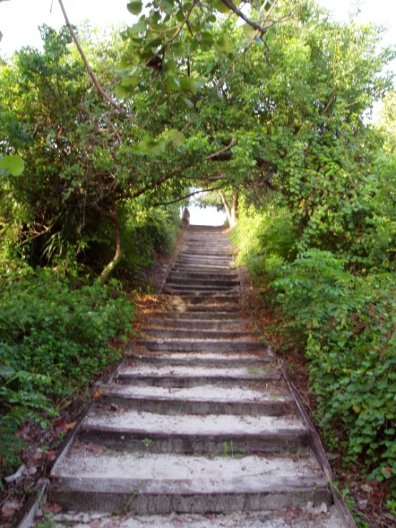 an image of stairs that are going up in the woods