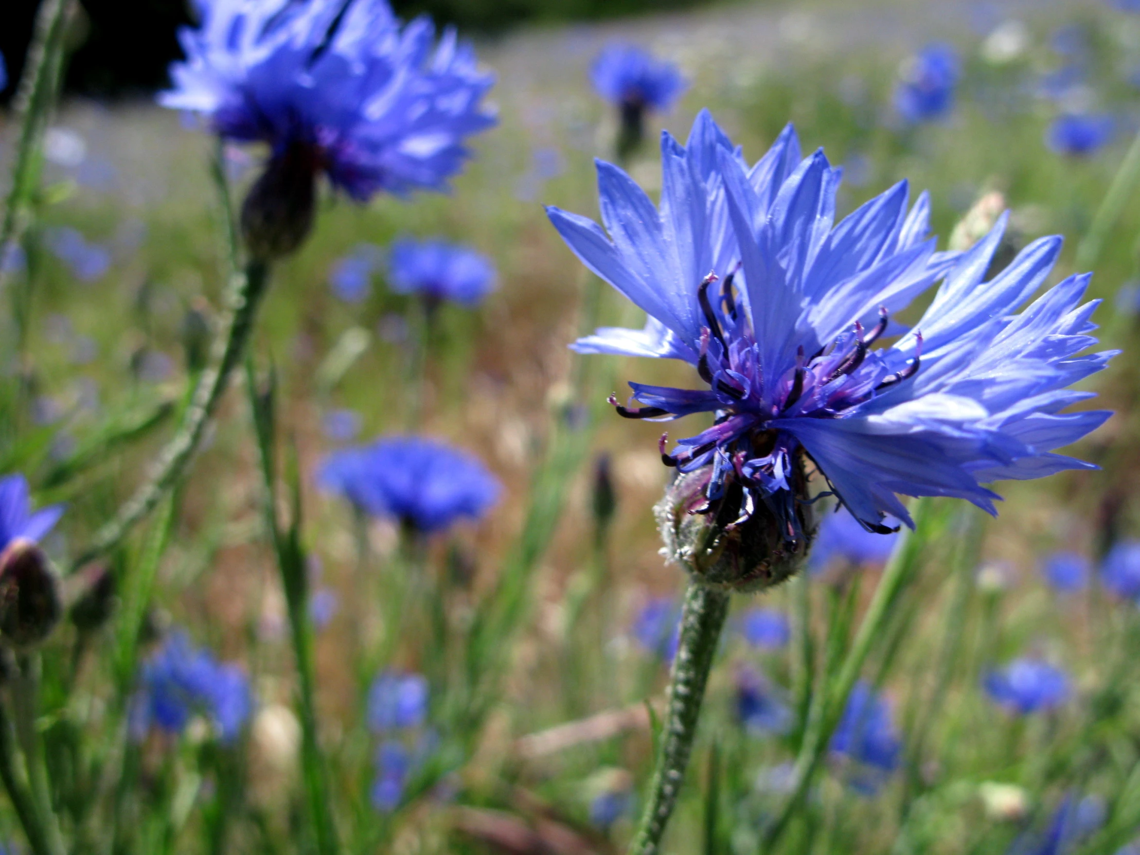 a bee is sitting on a large flower in the field