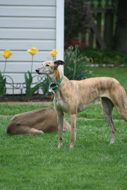 a dog and a deer lying on the grass