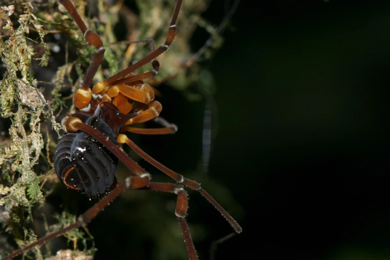 a close up of a spider with lots of anthers