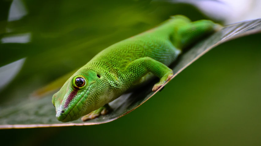 the green lizard is resting on the leaf
