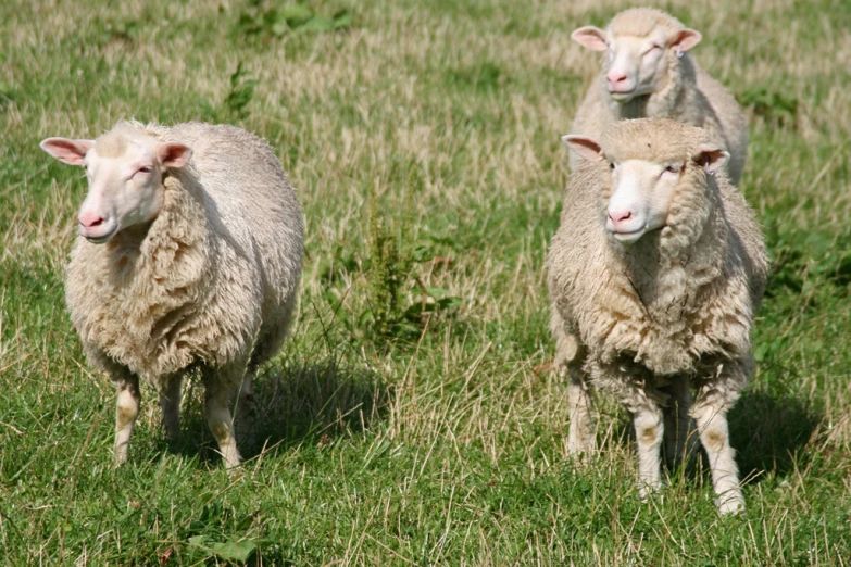 three sheep standing next to each other in a grass covered field