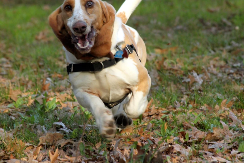 a beagle running through leaves with its mouth open