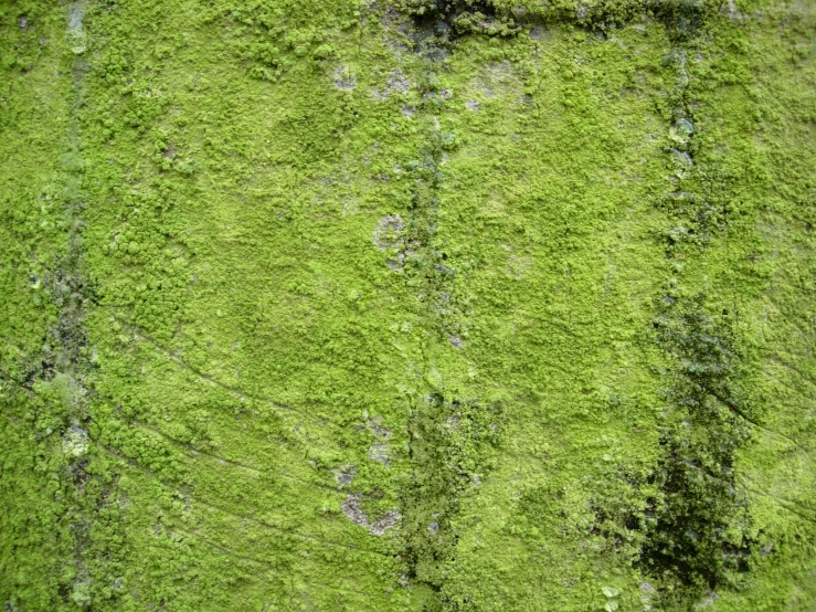 there are very green grass covering the surface of a wall