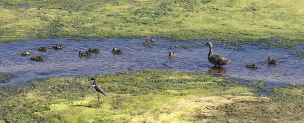 geese and ducks floating in a small pond