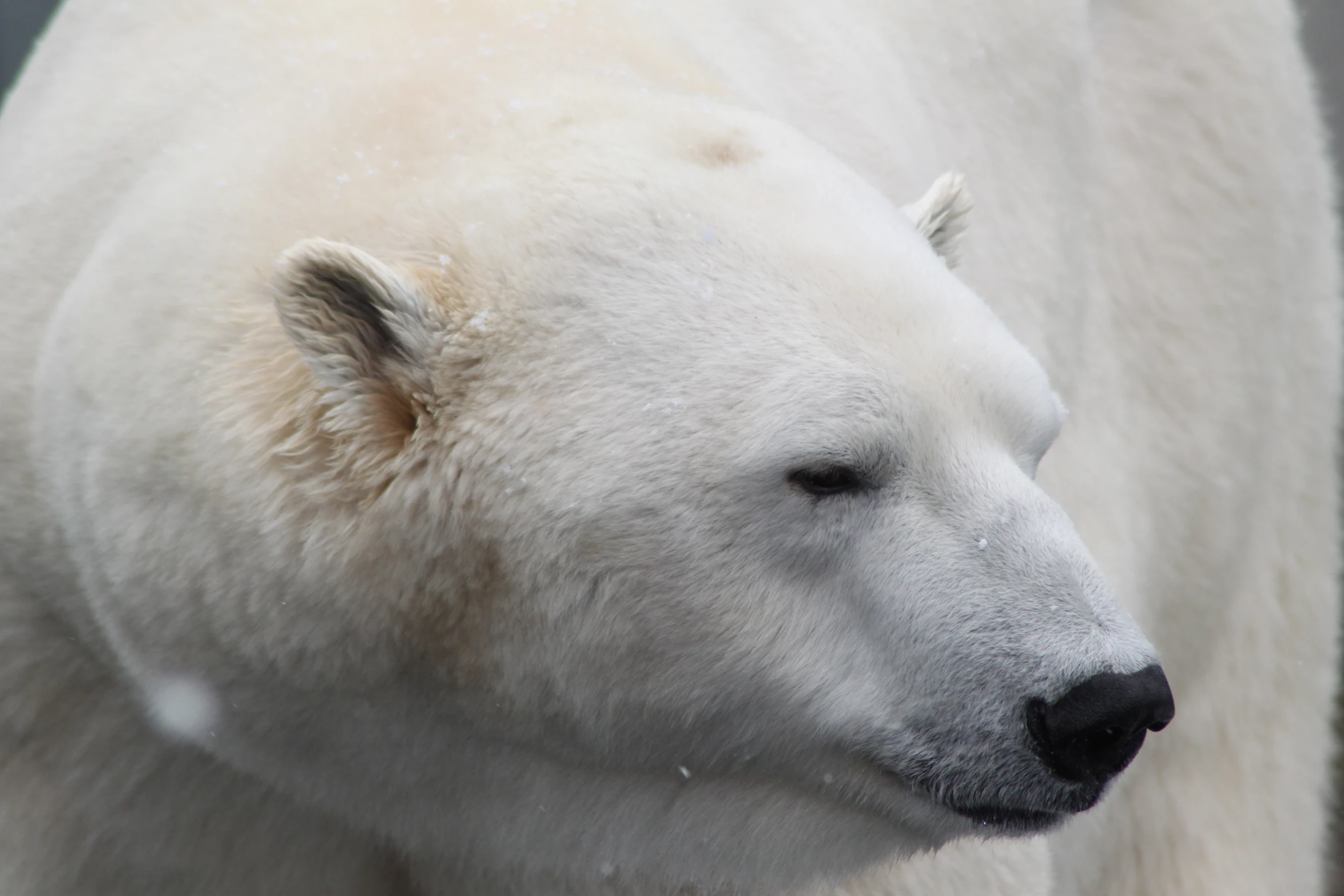 a white polar bear with black nose looking down