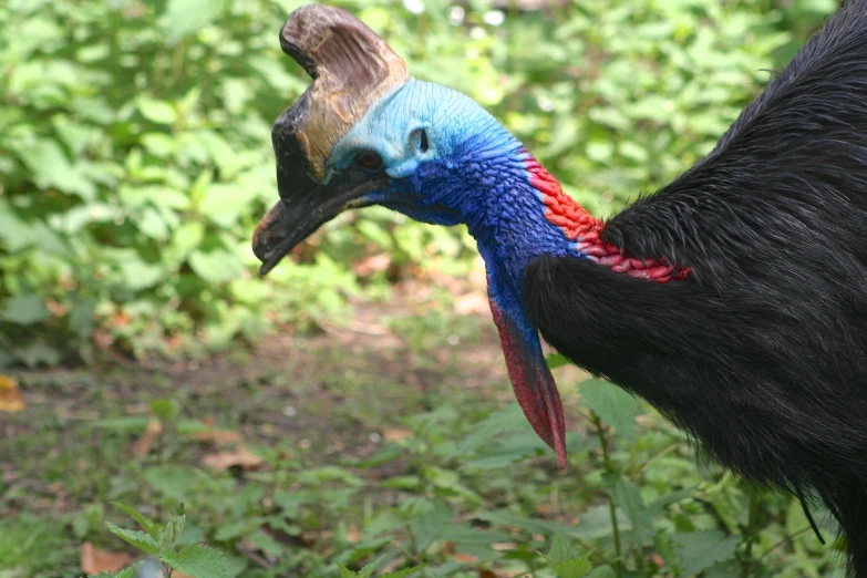 a peacock with blue and red feathers standing in the grass