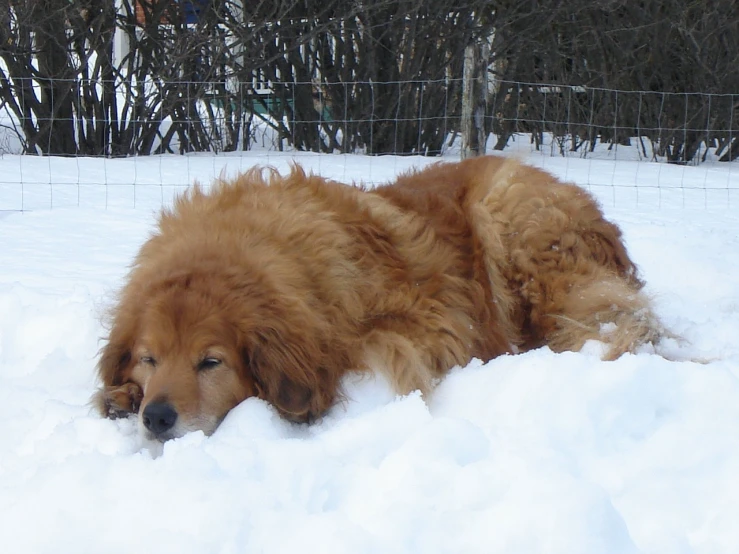 the dog is sleeping in the snow by himself