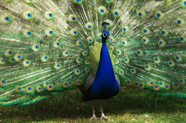 a peacock with it's tail open is standing in the grass
