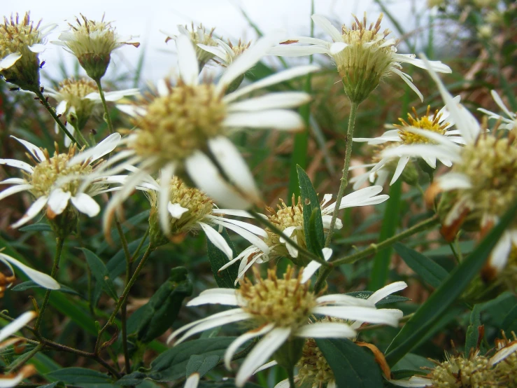 some very pretty white flowers near some big grass