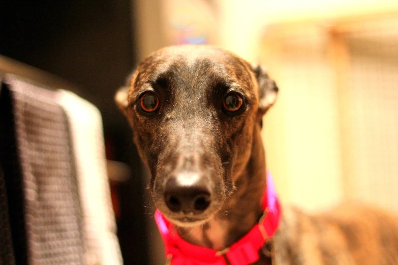 the dog looks toward the camera while wearing a red collar