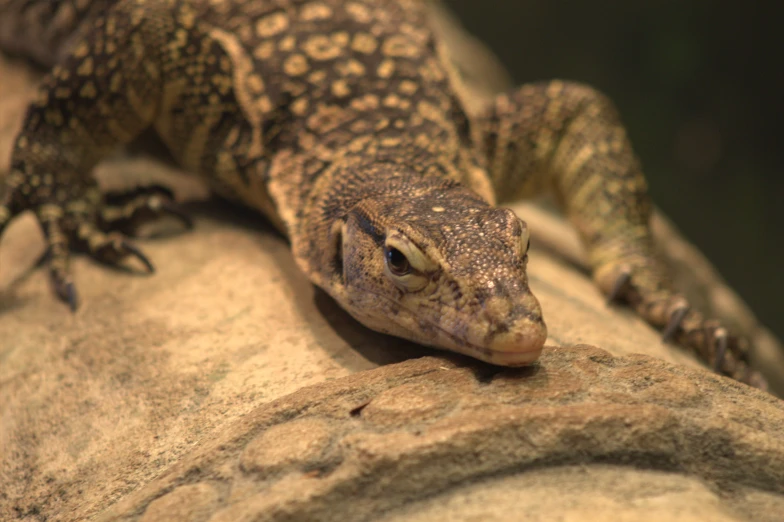 a lizard is laying on a rock with its head tilted over