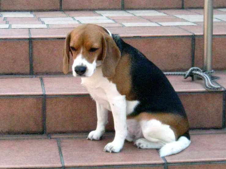 small beagle dog sitting on steps outside on leash