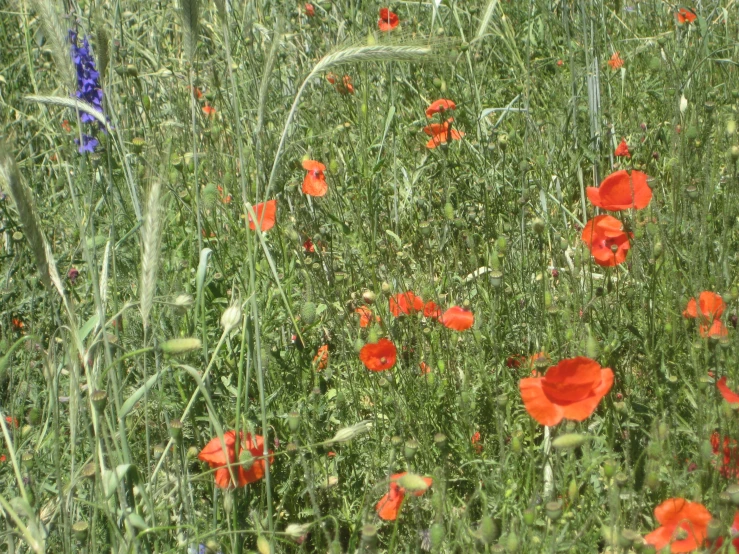 a large grassy field with lots of red flowers