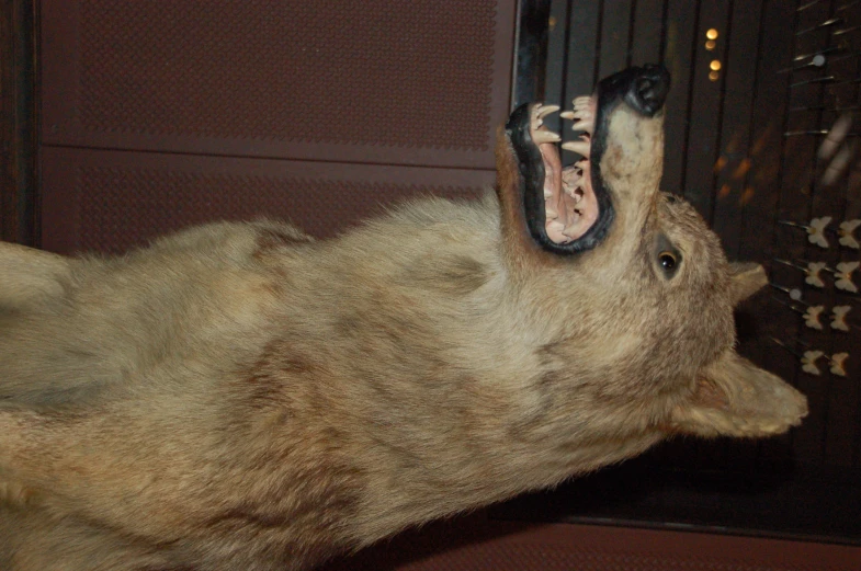 a wolf head in a display window