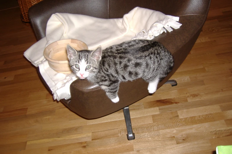a cat sits on a chair cushion with clothes on top of it