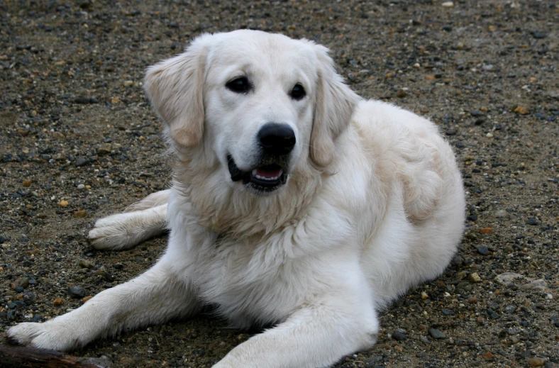 a white dog laying on its side next to a stick