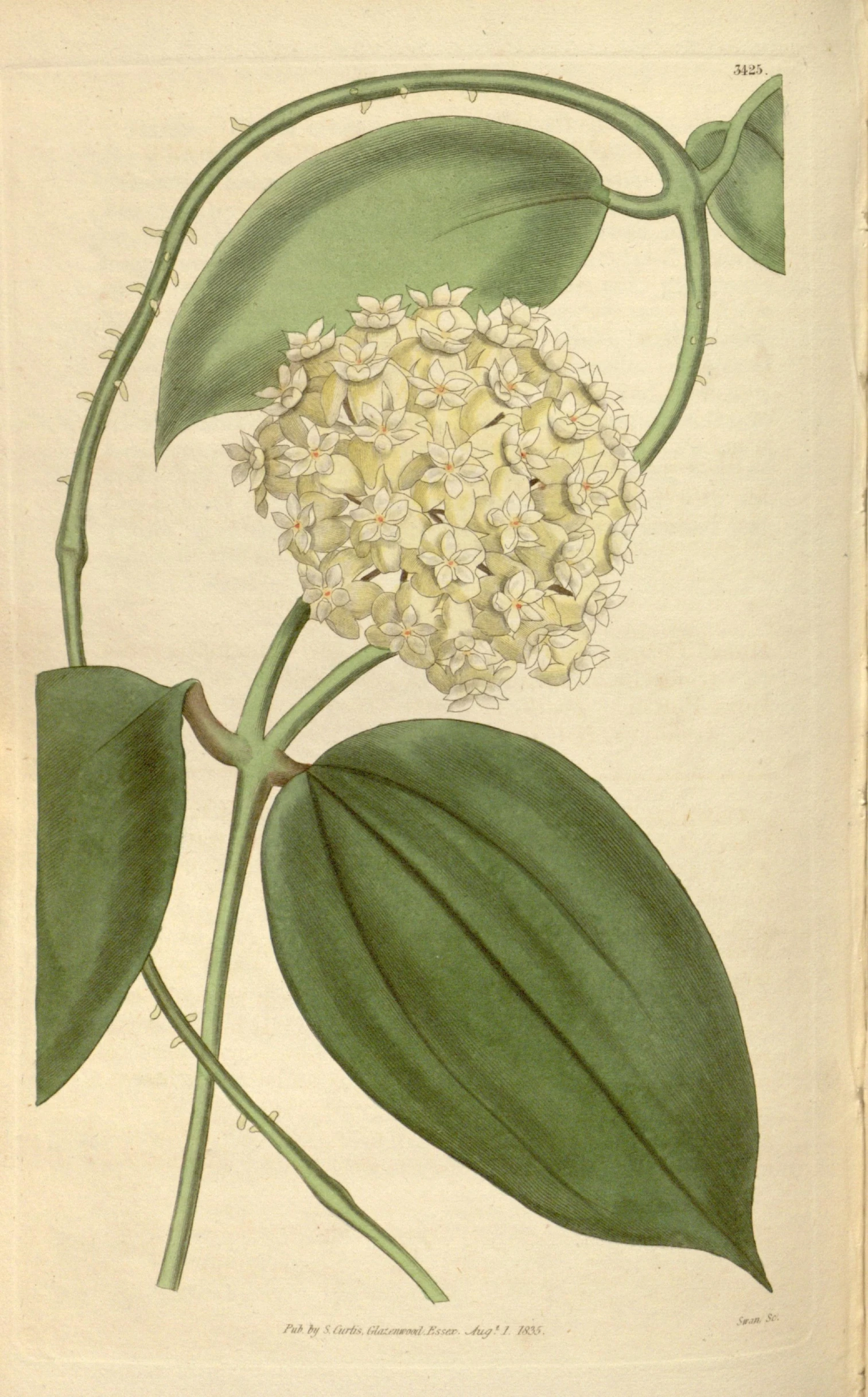 illustration of a blooming plant with green leaves