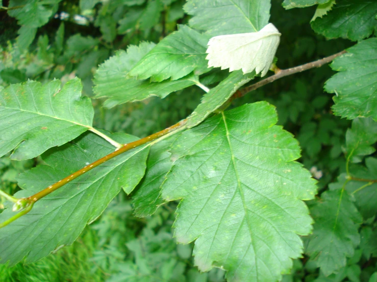 a leaf that has a brown stalk on it