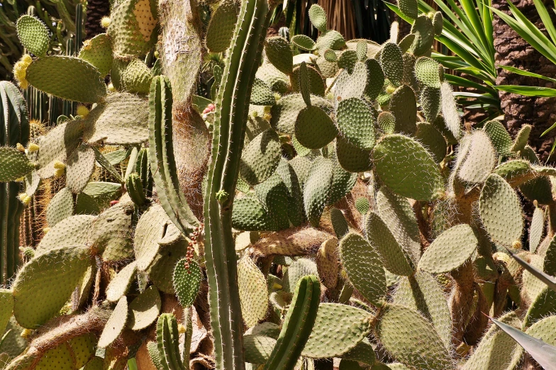 a bunch of large green cactus plants