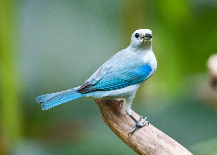 blue bird sitting on a wooden nch outside