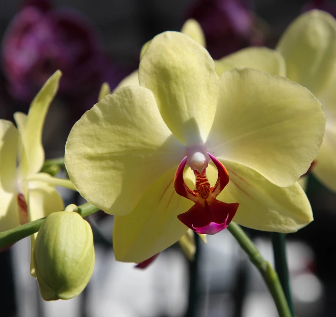 this is a yellow flower with red tips