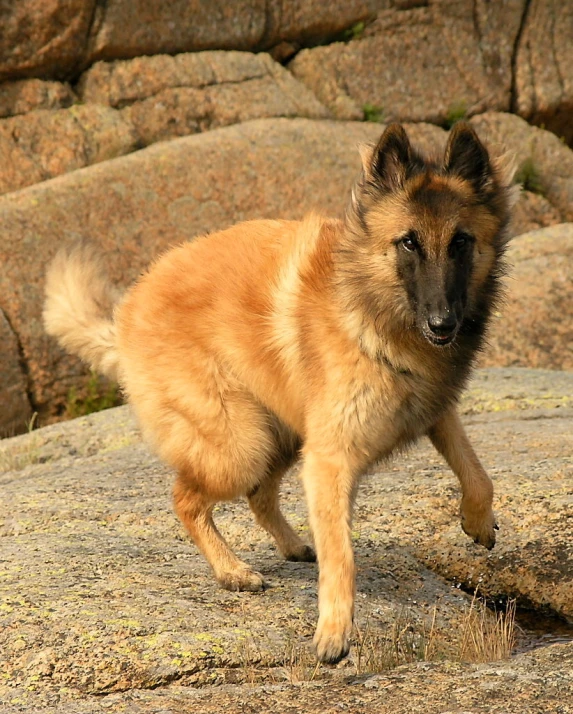 a furry puppy is standing on some rocks