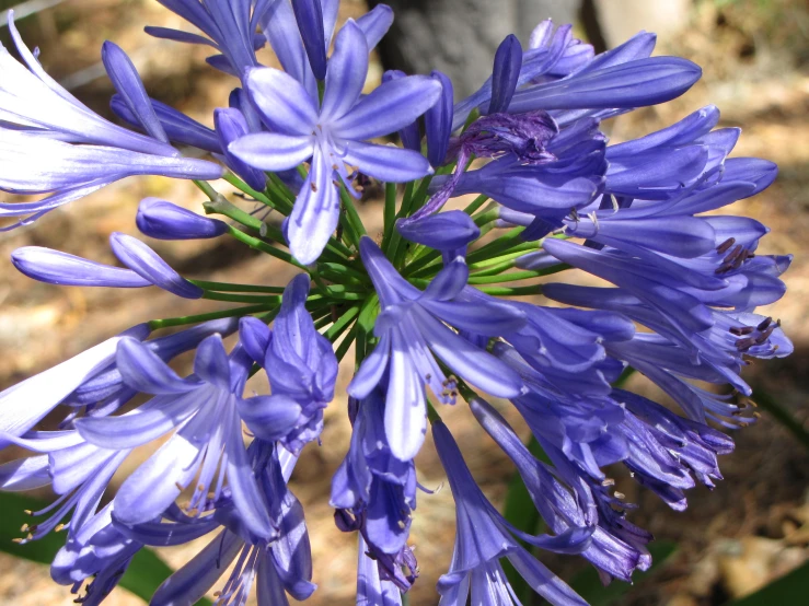 large purple flowers in a blue, thick flowery stem