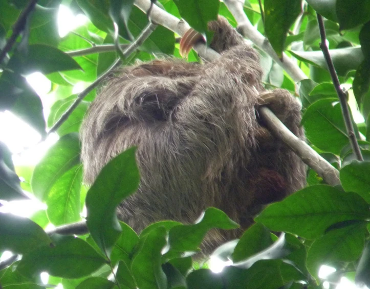 a close up of a sloth climbing a tree