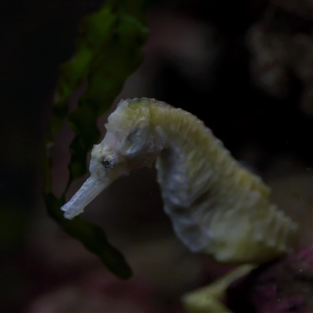 a sea horse under the water in the ocean