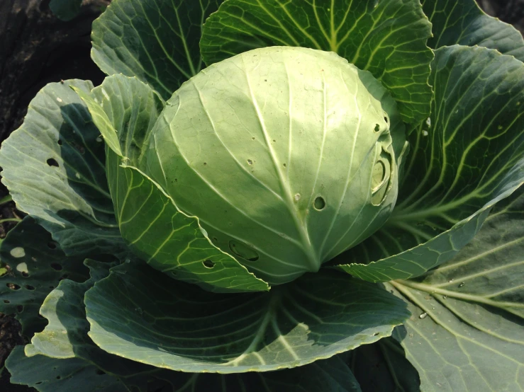 a big green head of cabbage in the ground