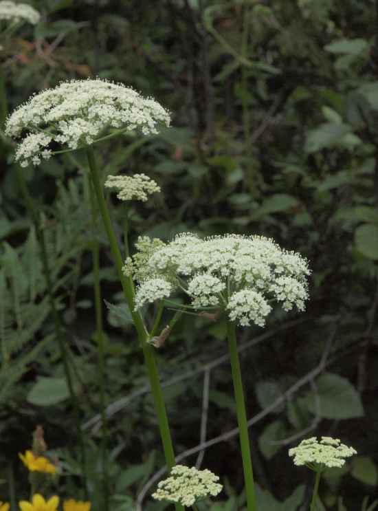 several white flowers are in a garden