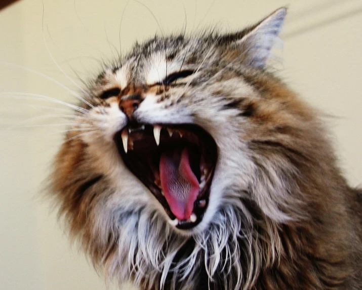 cat displaying its teeth open and sharp teeth