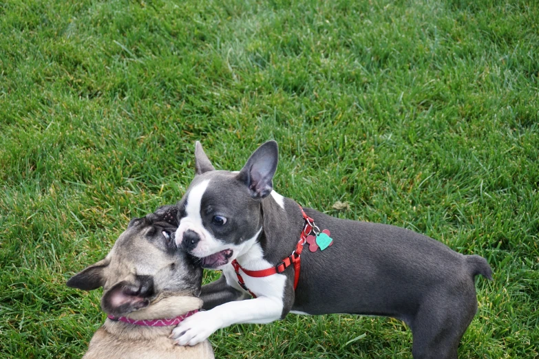 two dogs playing with each other in the grass