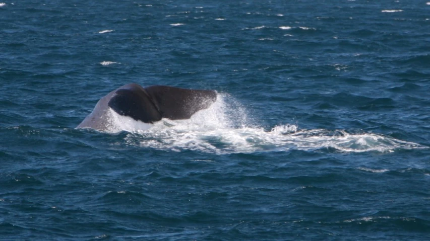a whale swims through the ocean water