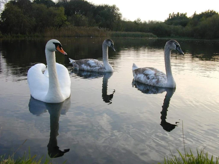 a group of geese that are floating in the water