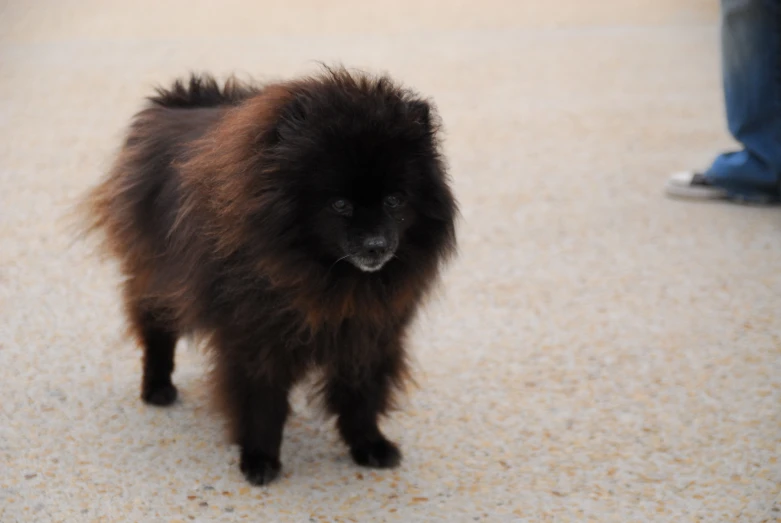 a fluffy black dog standing in front of people