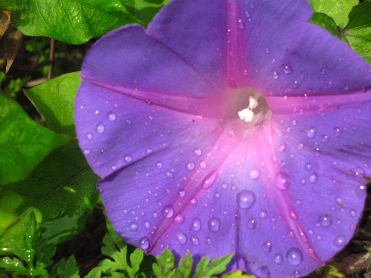 a purple flower with some water droplets on it