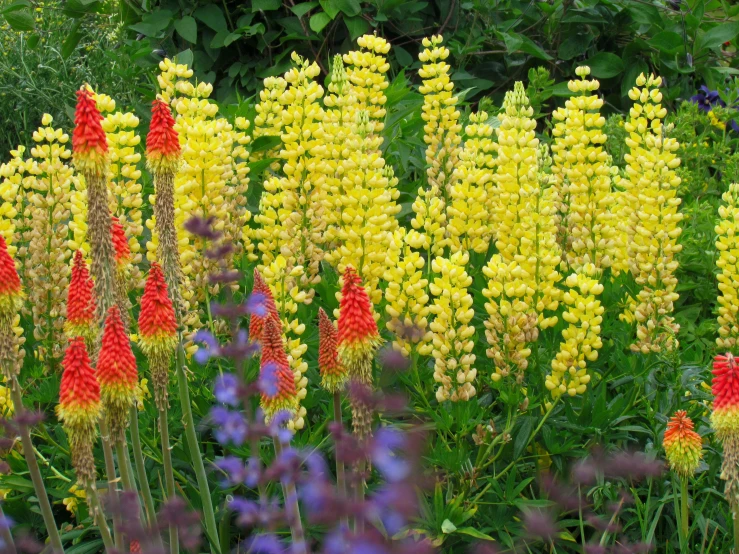 large yellow and red flowers in a garden