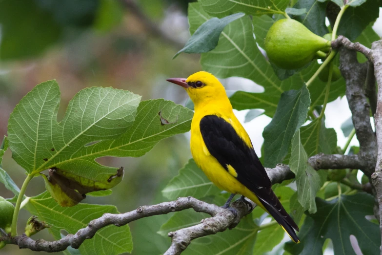 a yellow bird is sitting on a tree nch