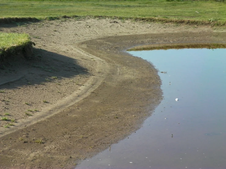 there are some birds walking around the water